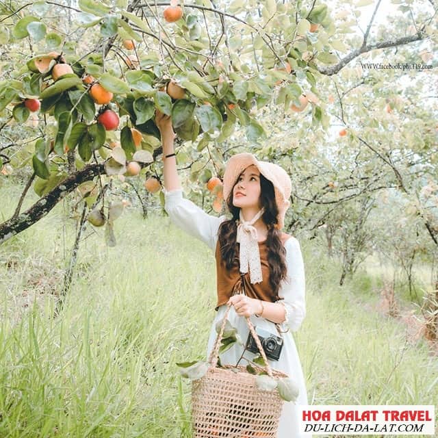 Mùa hồng giòn Đà Lạt