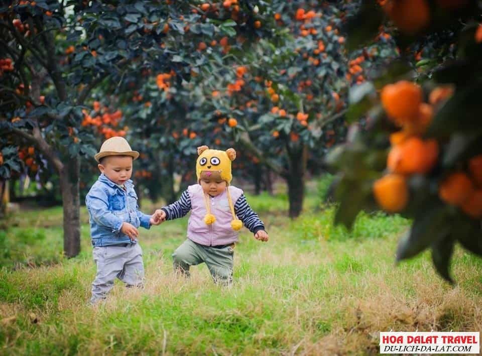 Mùa hồng chín Đà Lạt