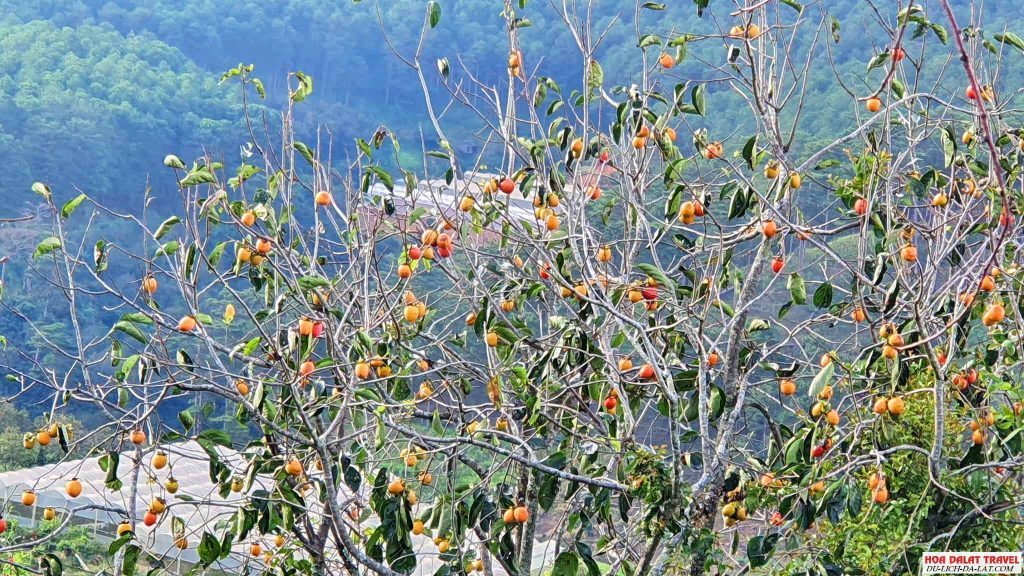 Vườn hồng Đà Lạt