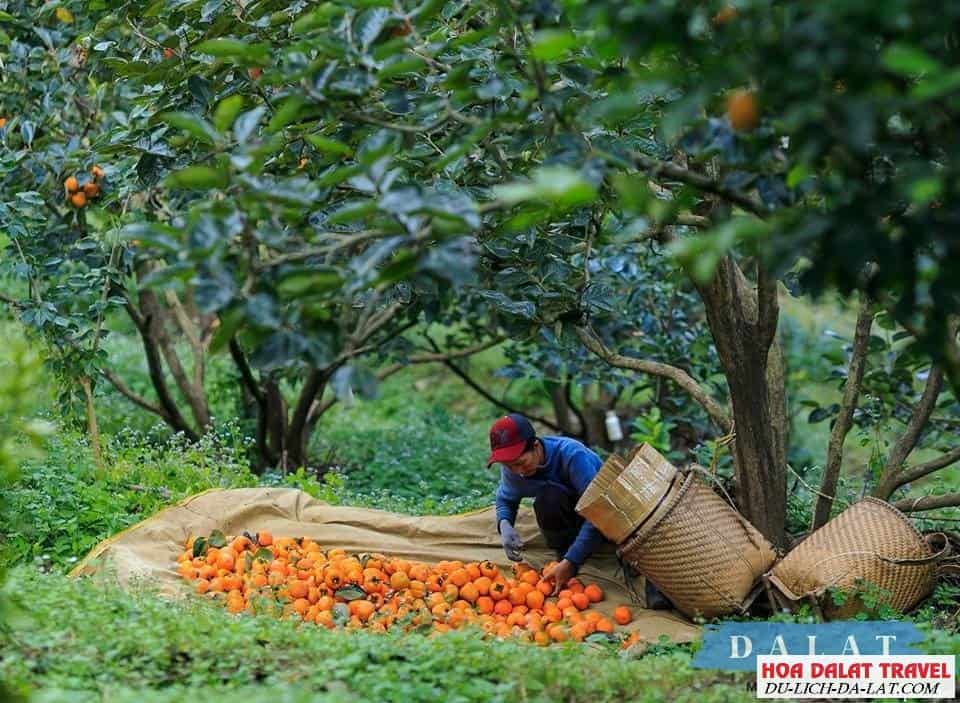 Vườn hồng Đà Lạt ở đâu