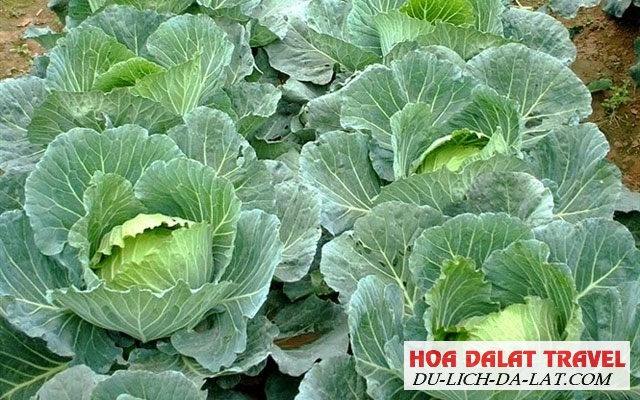 Dịch vụ nông sản Đà Lạt