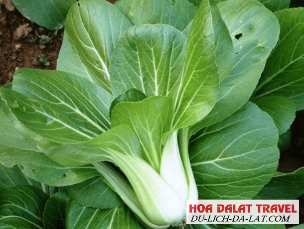 ednafarm Đà Lạt
