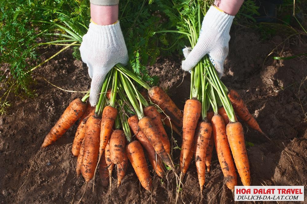 rau củ quả Đà Lạt giá sỉ