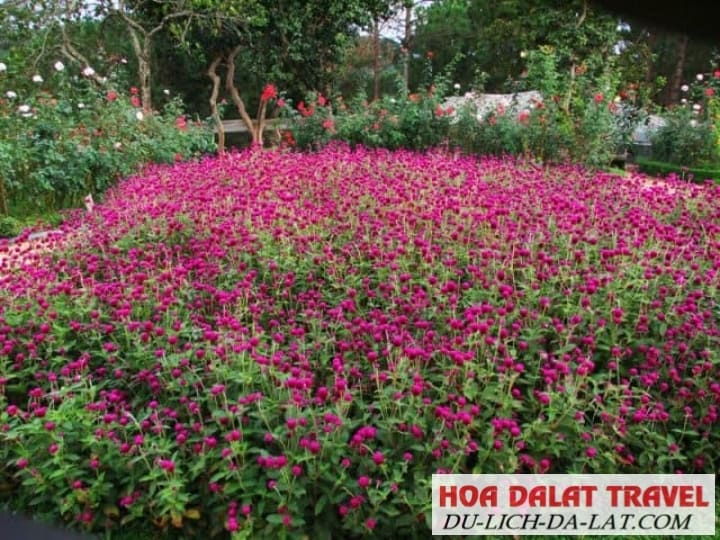Các loài cây từ mọi vùng miền của đất nước