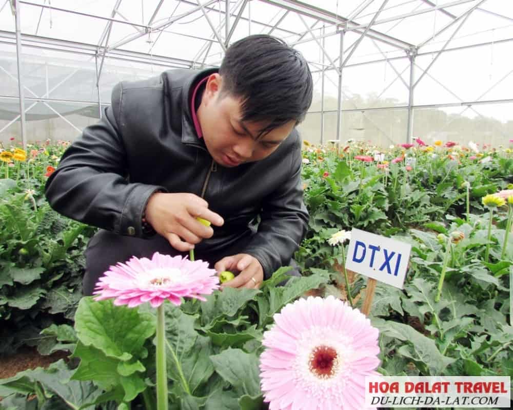 Cách phòng ngừa bệnh cho hoa đồng tiền