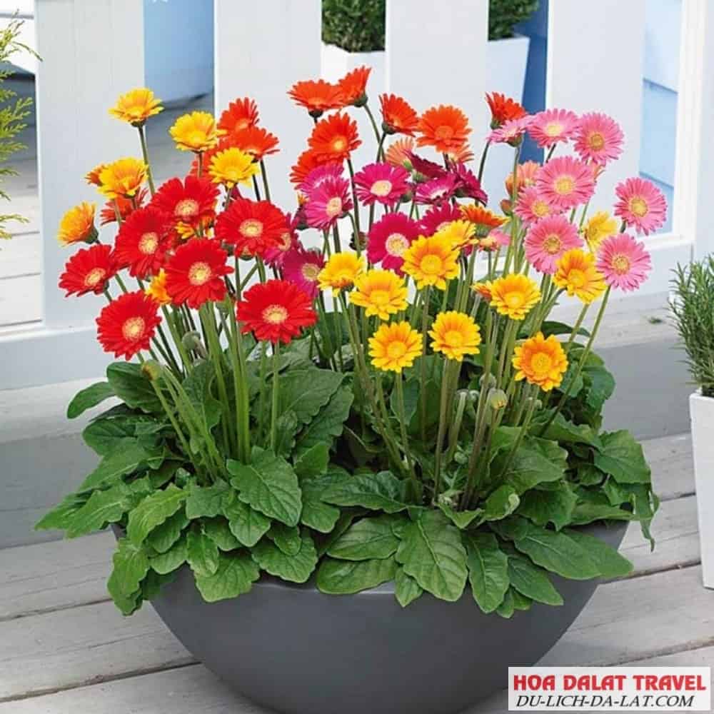 Cách trồng hoa đồng tiền