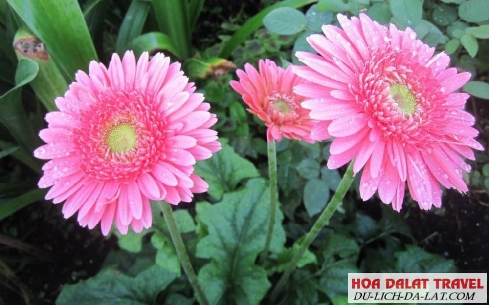 Đặc điểm hoa
