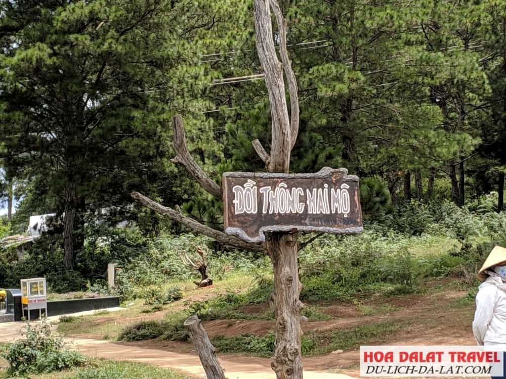 Đồi thông hai mộ - Địa điểm không nên bỏ qua khi đến Đà Lạt