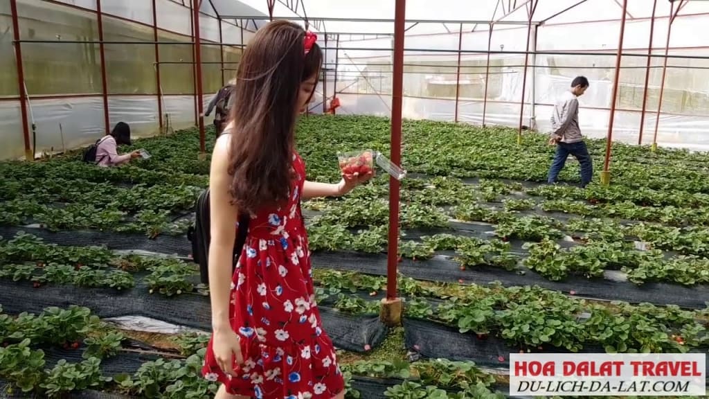 Ghé thăm vườn dâu chú Hùng