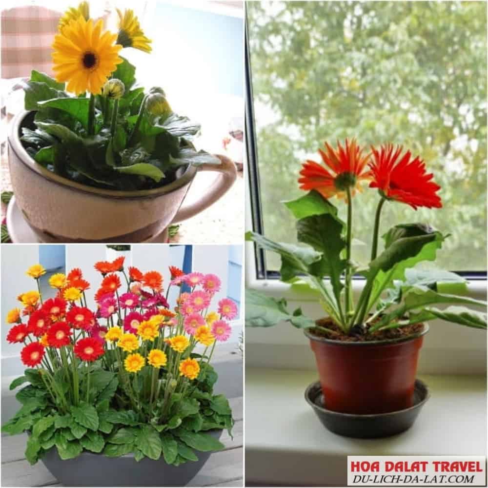 Giá cây đồng tiền