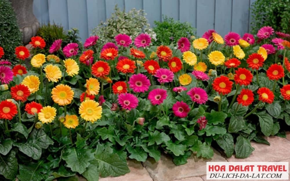 Giới thiệu về hoa đồng tiền