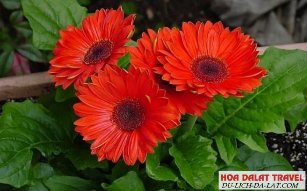 Giống đồng tiền