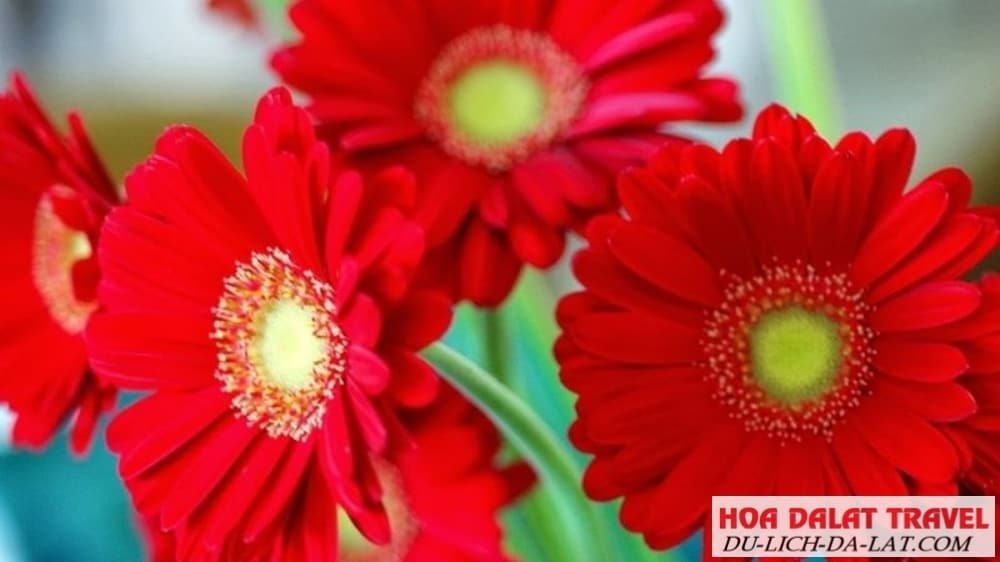 Giống hoa Kim Hoa Sơn