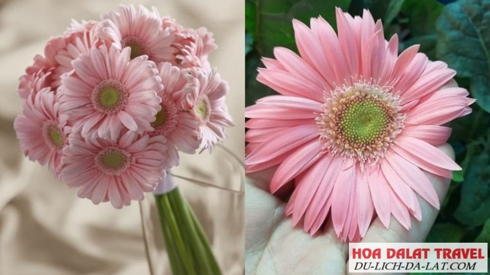 Giống hoa Thanh Tú Giai Nhân