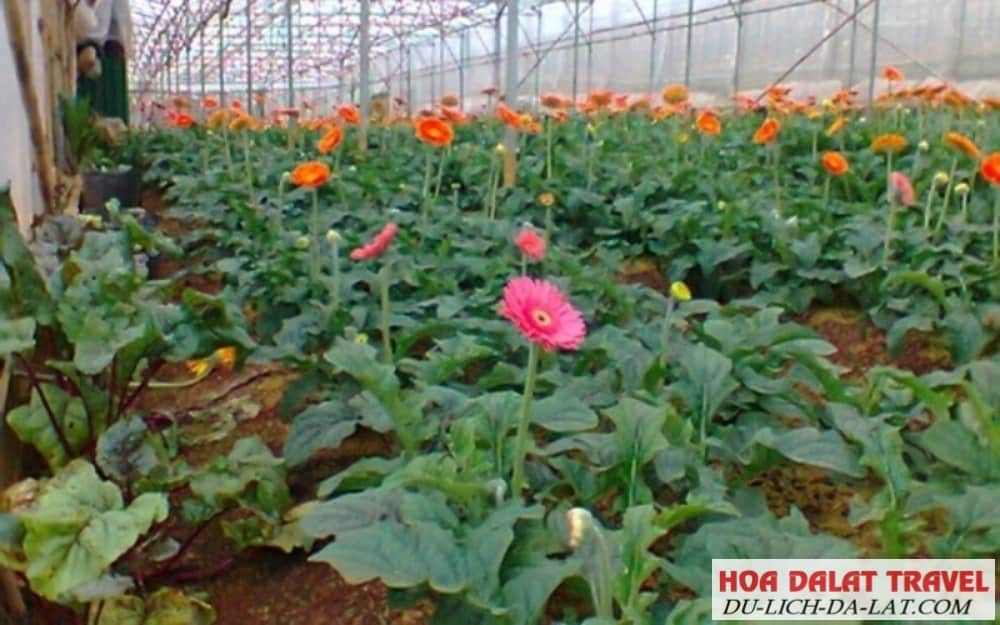 Hoa đồng tiền có bao nhiêu loại