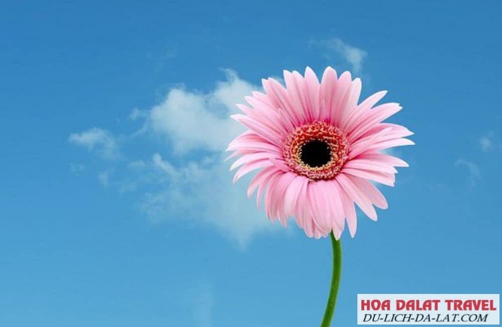 Hoa đồng tiền đẹp