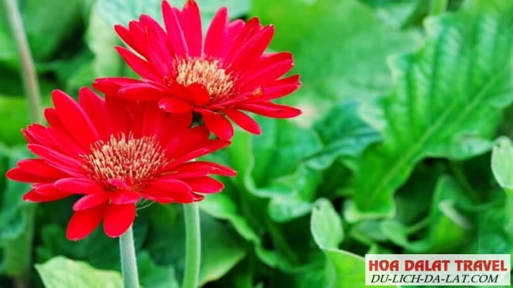 Hoa đồng tiền đỏ
