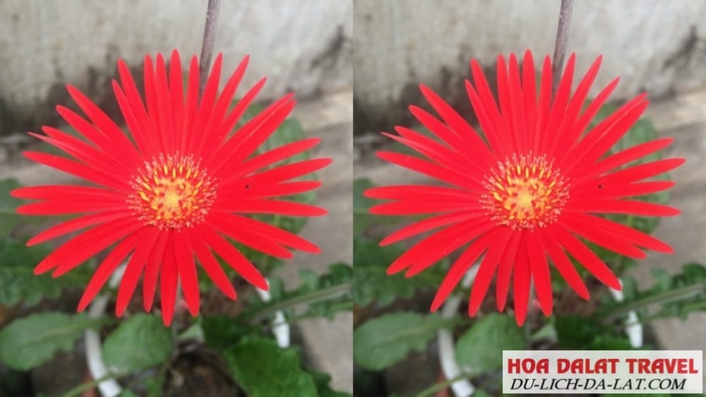 Hoa đồng tiền đơn