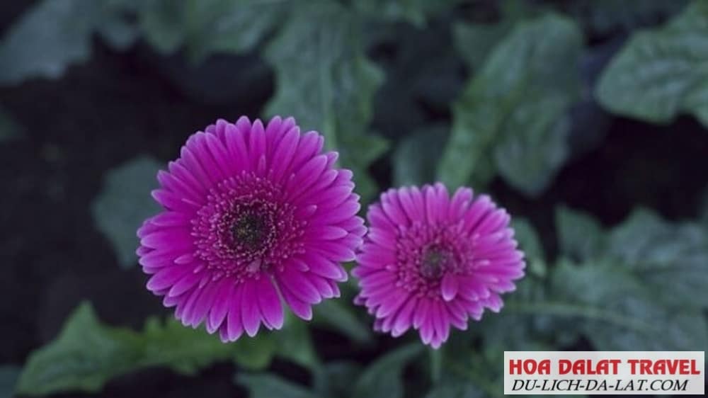 Hoa đồng tiền tím