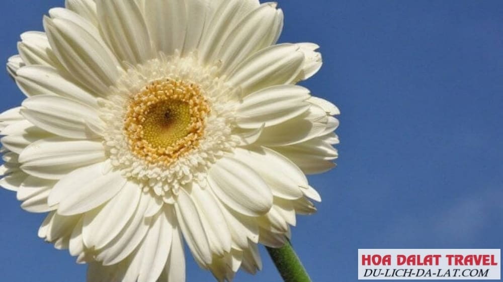 Hoa đồng tiền trắng