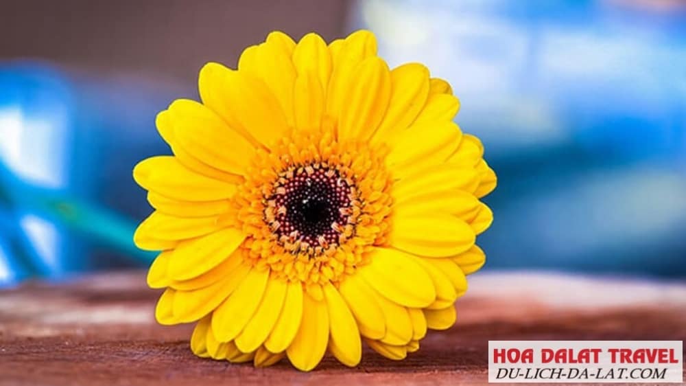 Hoa đồng tiền vàng