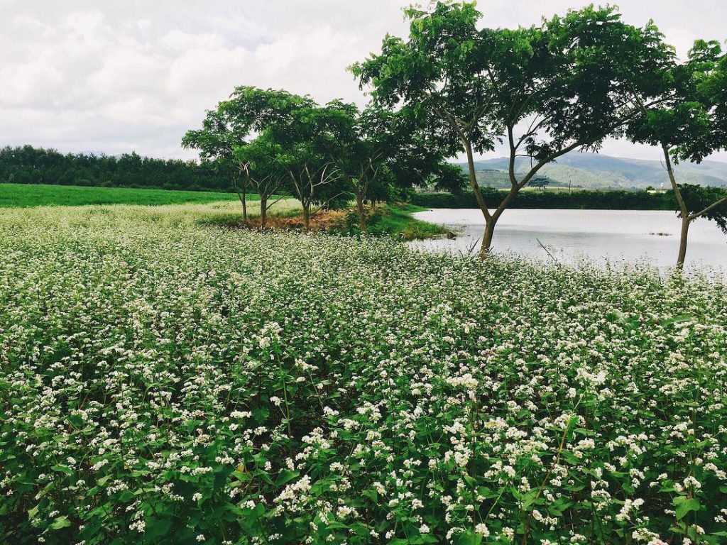 Hoa tam giác mạch đẹp ngất ngây ở Đà Lạt