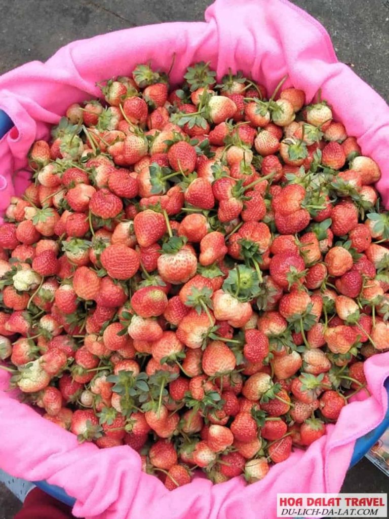 Mai Anh Fresh Fruits