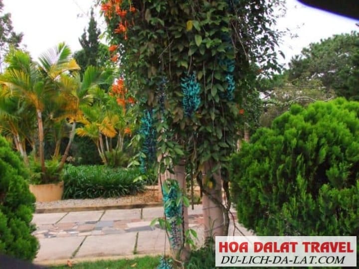 Một góc vườn