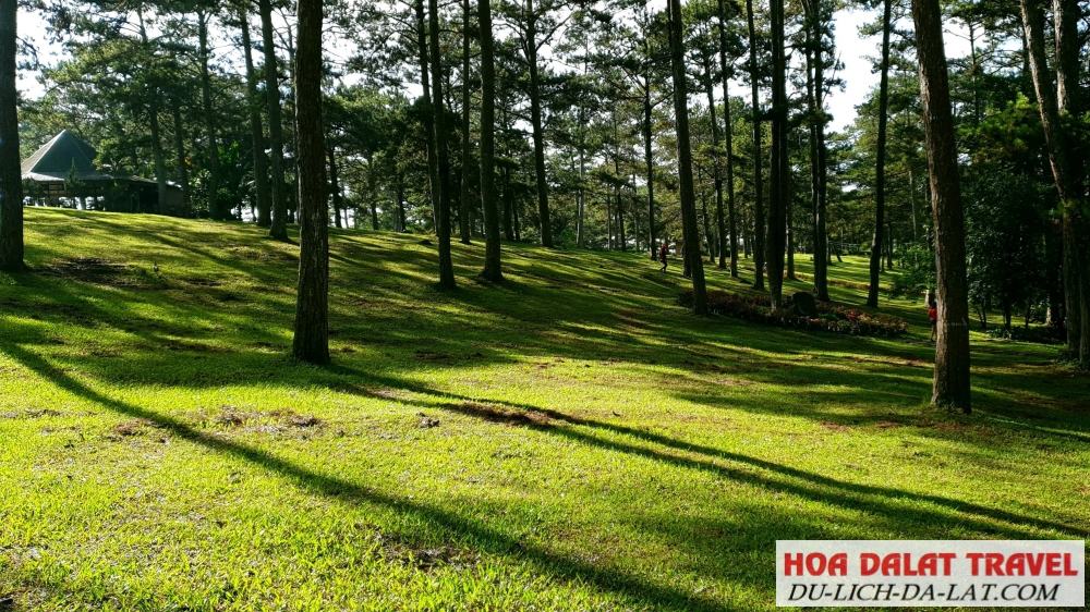 Một không gian thật bình yên ở giữ cánh rừng thông xanh