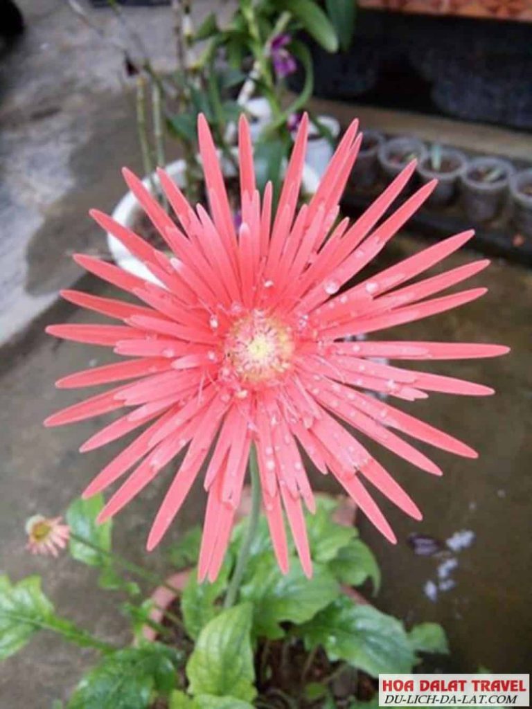 Mua hoa đồng tiền ở đâu