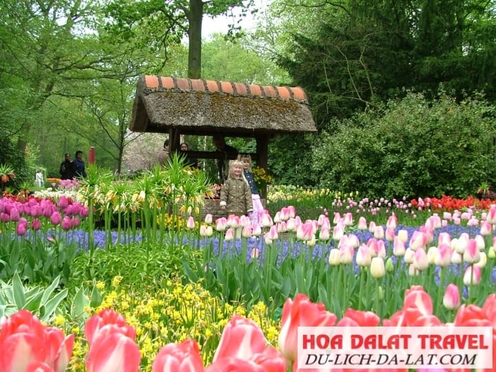 Những khóm hoa rực rỡ