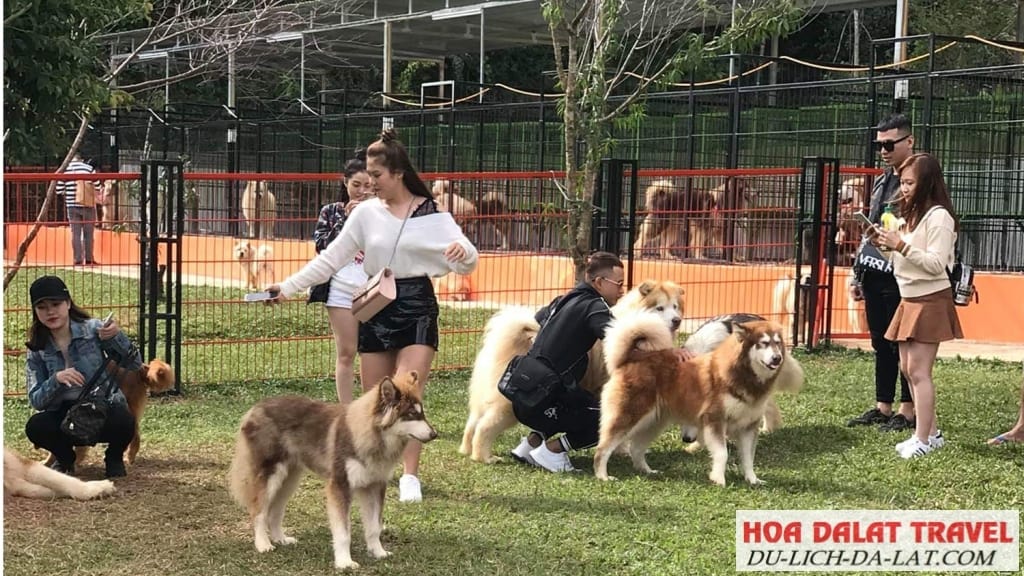 Nông trại cún - Puppy Farm