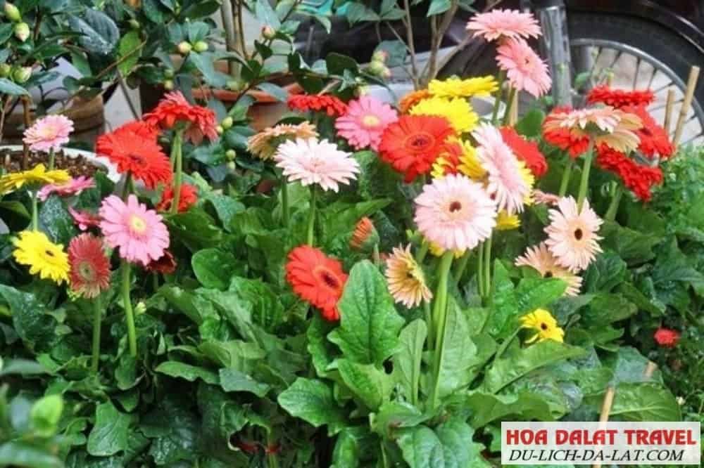 Phương pháp chăm sóc hoa đồng tiền