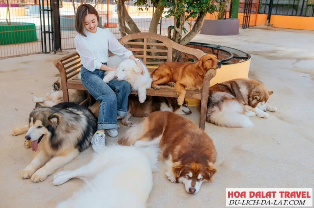 Puppy Farm Đà Lạt