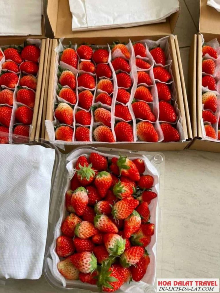 Trái Cây Sạch Đà Lạt