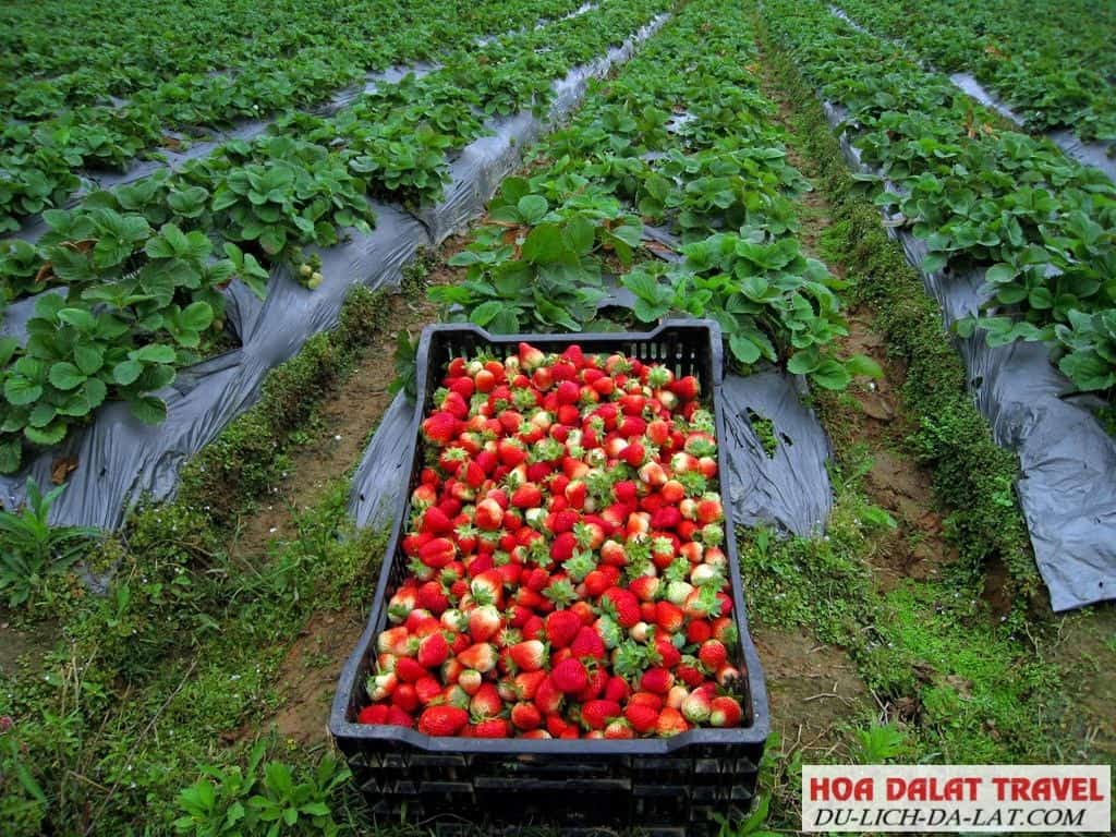 Trải nghiệm hái dâu tươi