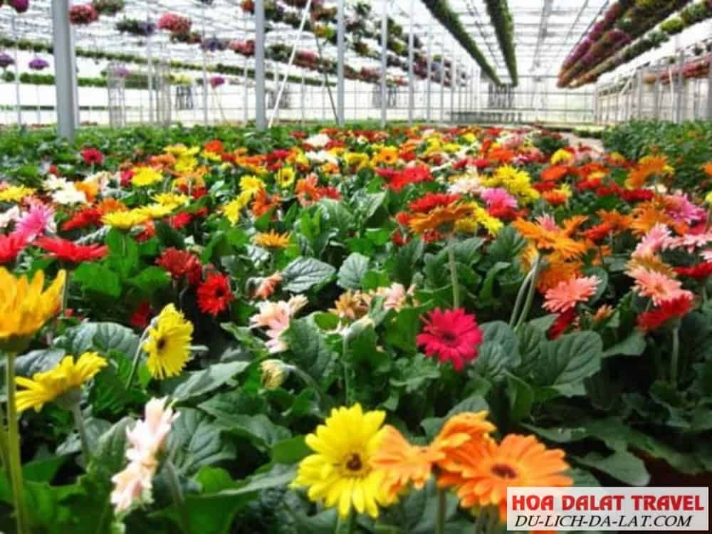 Trồng hoa đồng tiền