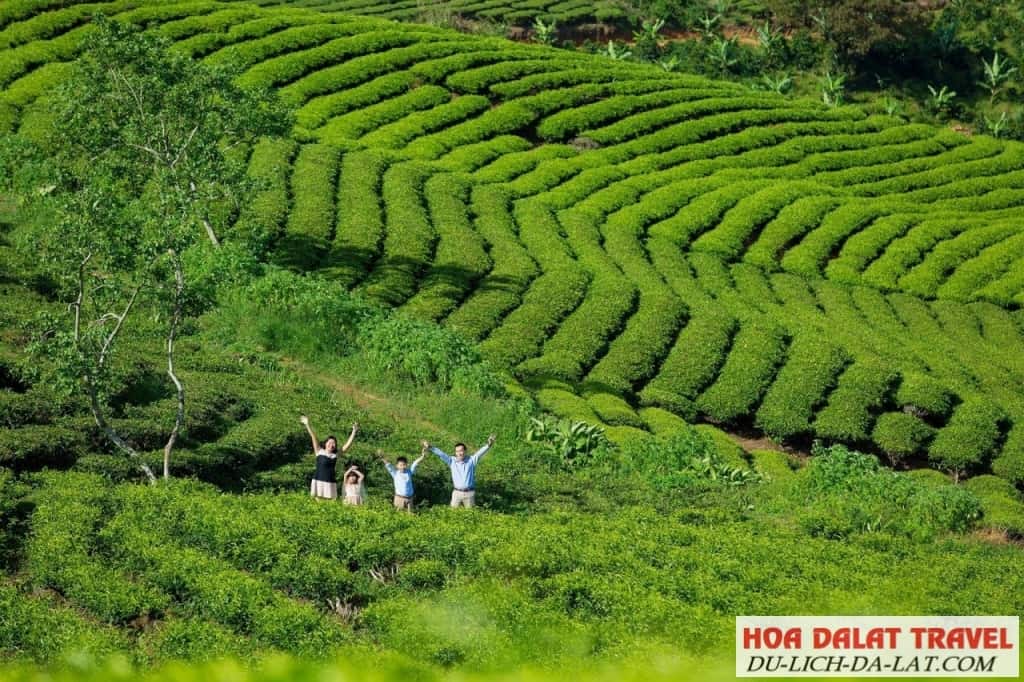 Vẻ đẹp ngất ngây Cầu Đất Farm