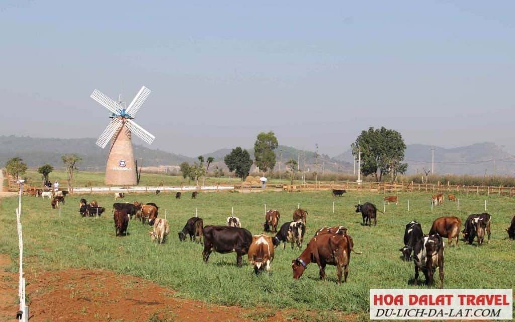 Vinamilk Organic Milk Đà Lạt
