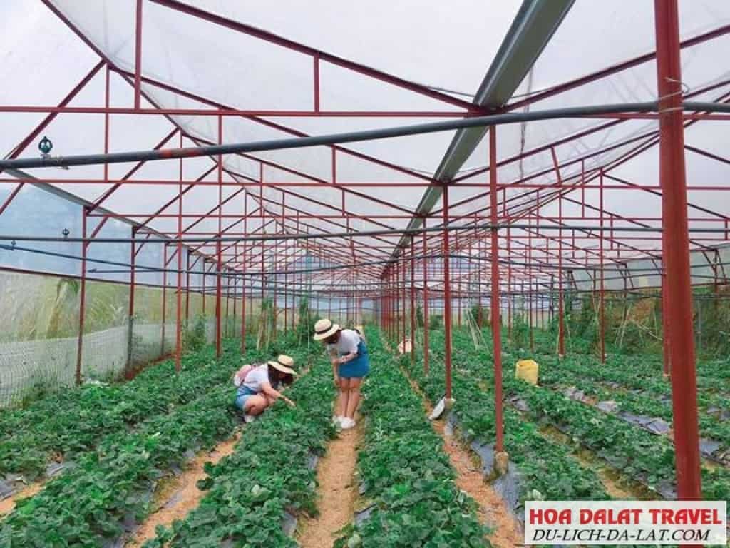 Vườn dâu Chú Hùng
