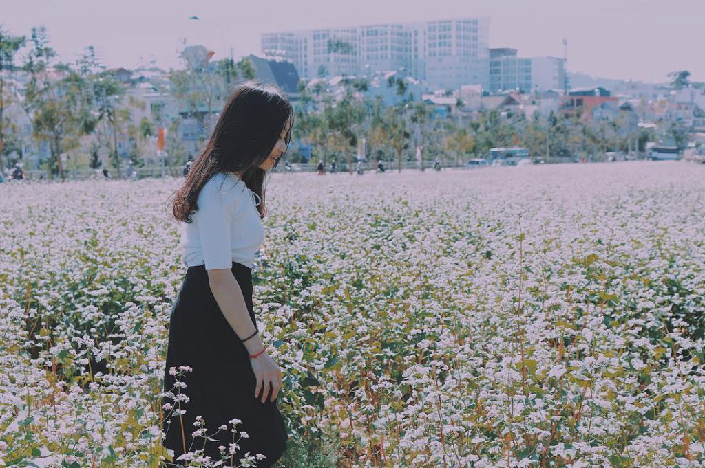 Vườn hoa Tam Giác Mạch ở Ấp Ánh Sáng