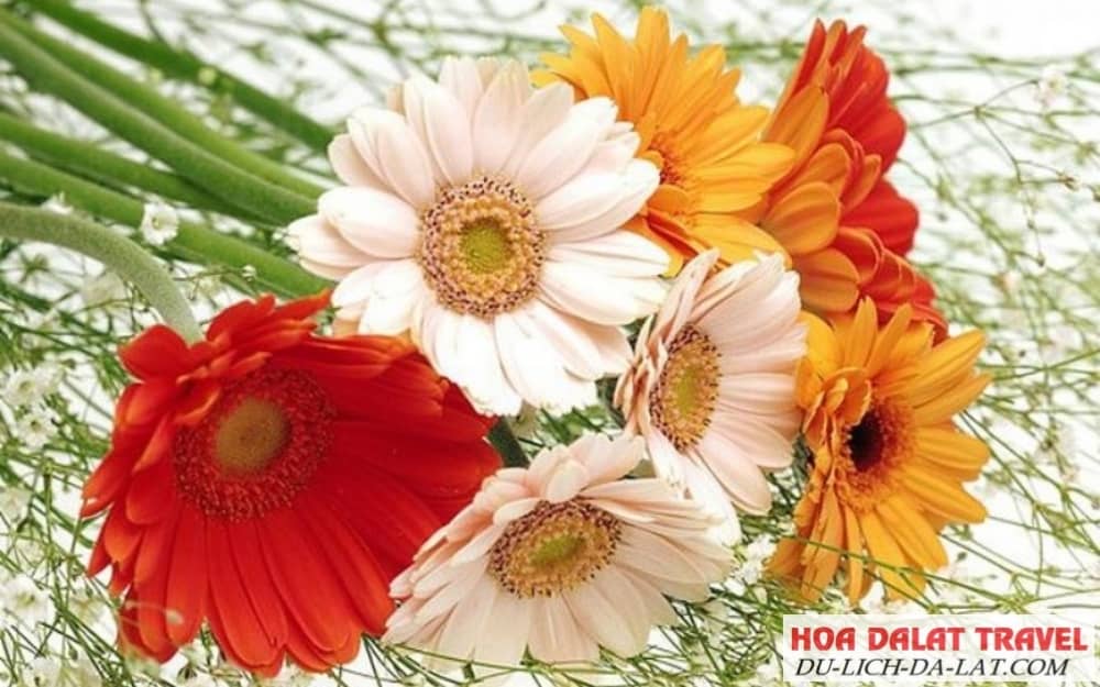 Ý nghĩa của hoa