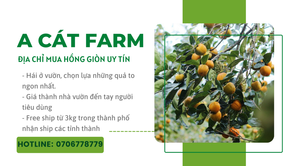 A Cát Farm - Địa chỉ mua hồng giòn Đà Lạt