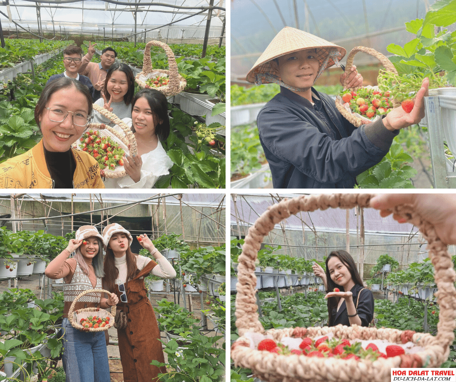 Tham quan vườn dâu Nhật Đà Lạt