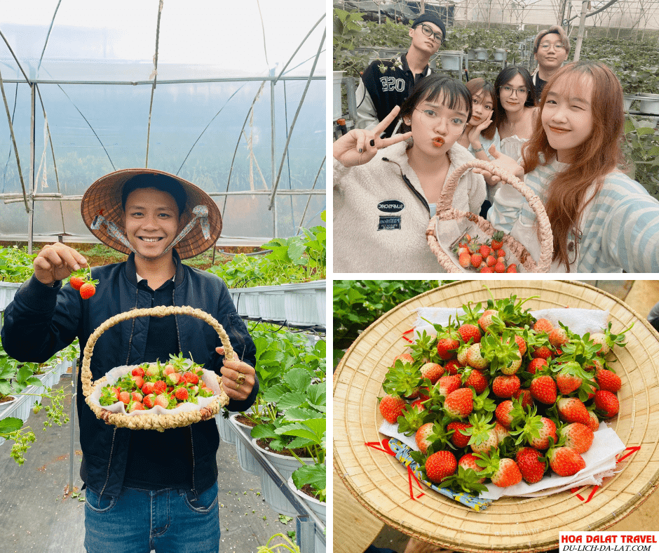 Vườn dâu B-Farm Đà Lạt