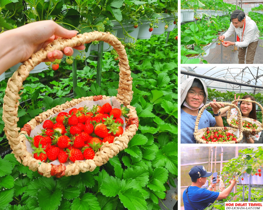 Vườn dâu Nhật B-farm Đà Lạt