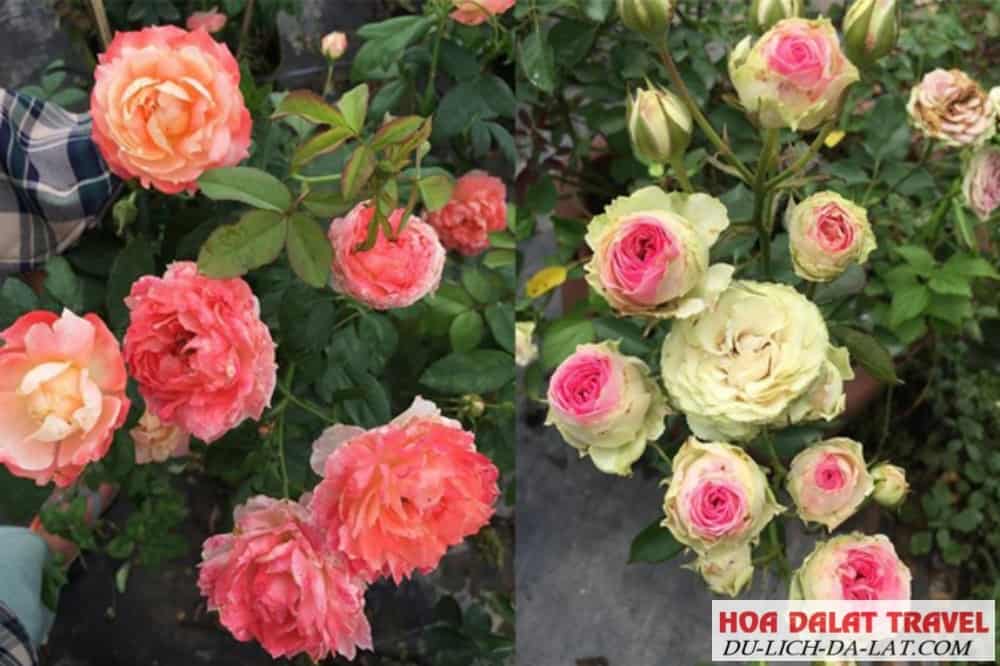 Cách phòng ngừa bệnh cho hoa
