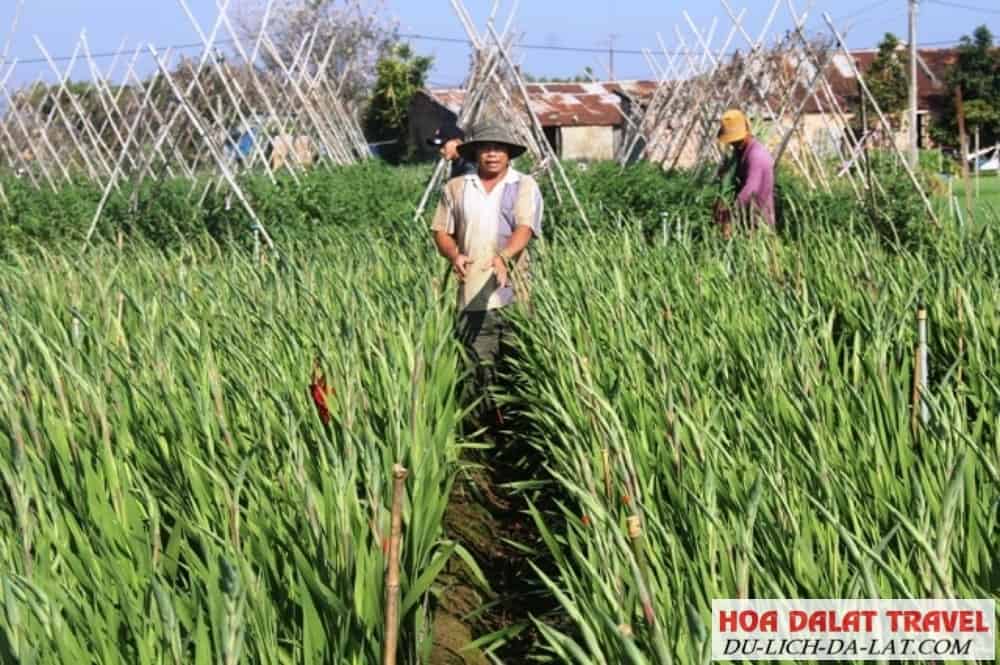 Cách phòng ngừa bệnh cho hoa