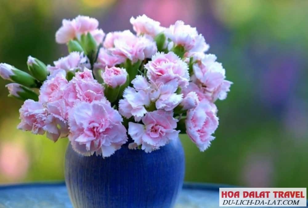 Cách phòng ngừa bệnh cho hoa