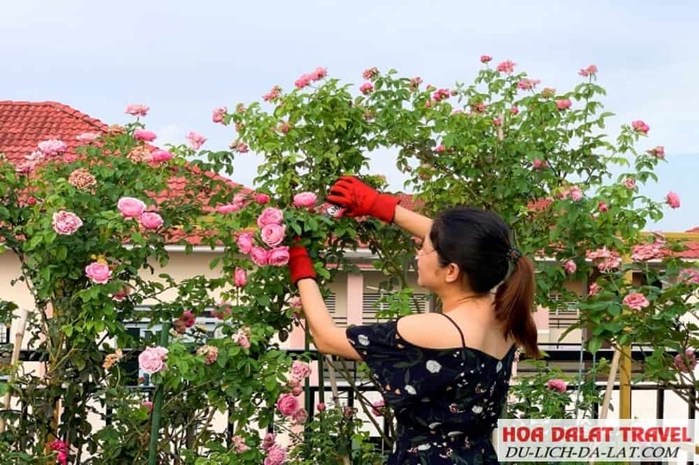 Cách trồng hoa